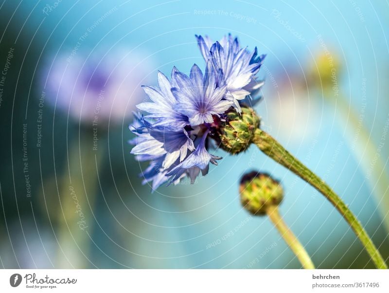 kornblümchen Blütenblätter Blütenblatt Garten Schönheit schön Dämmerung Sonnenuntergang Natur Blume blühen Duft Frühling Unschärfe Kontrast Licht Tag