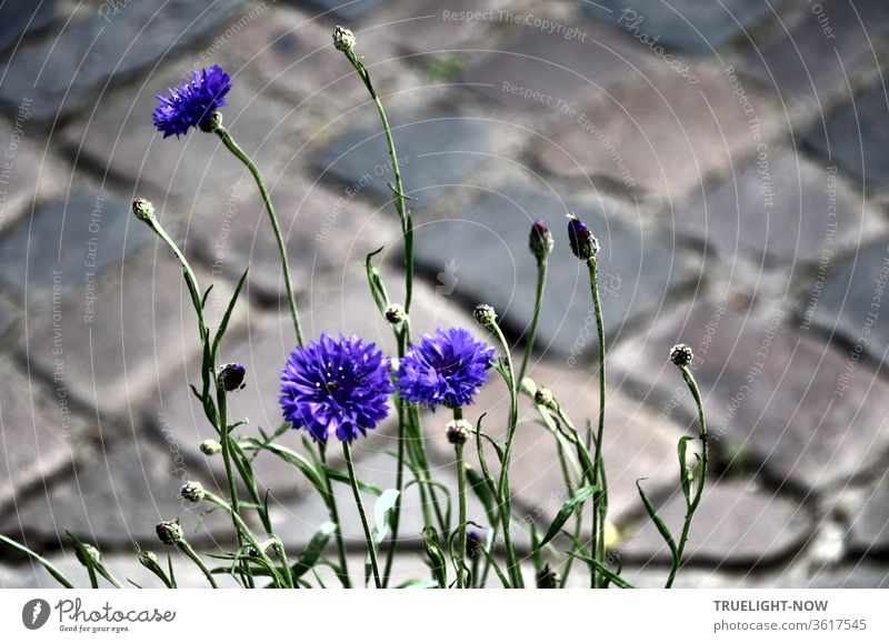 Drei blühende Kornblumen blau mit einigen Stengeln und Knospen stehen neben der Straße vor diagonal liegendem Kopfsteinpflaster grau Blüten blau leuchtend