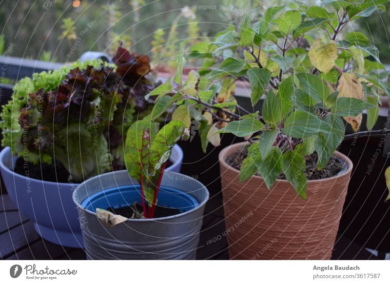 Urban Gardening: Mangold, Salat und Salbei vom Balkon Urban gardening salbeiblatt Mangoldblätter Garten Gemüse Ananas-Salbei Gemüseanbau Vegetarische Ernährung