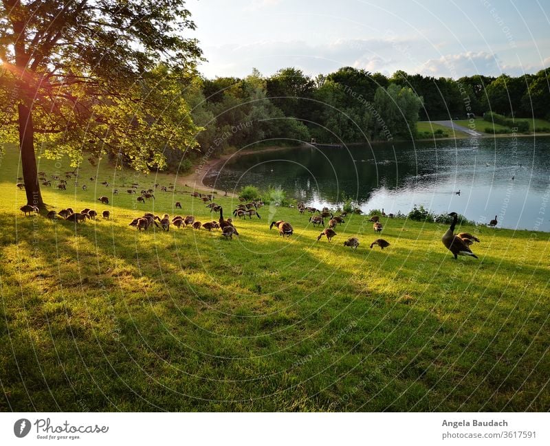 Kanadagänse mit Nachwuchs in der Abendsonne am See Kanadagans Küken Sonnenstrahlen Seeufer Gans Gänse Jungvögel Schwarm Schwarmvogel essen und trinken friedlich