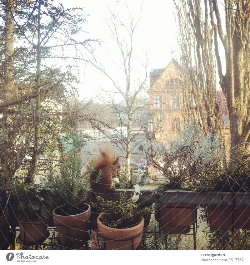 Balanceakt Eichhörnchen Balkon Herbst knuffig Tier Natur niedlich Baum braun beobachten Fell Nagetiere Wildtier Farbfoto Außenaufnahme klein Menschenleer Tag