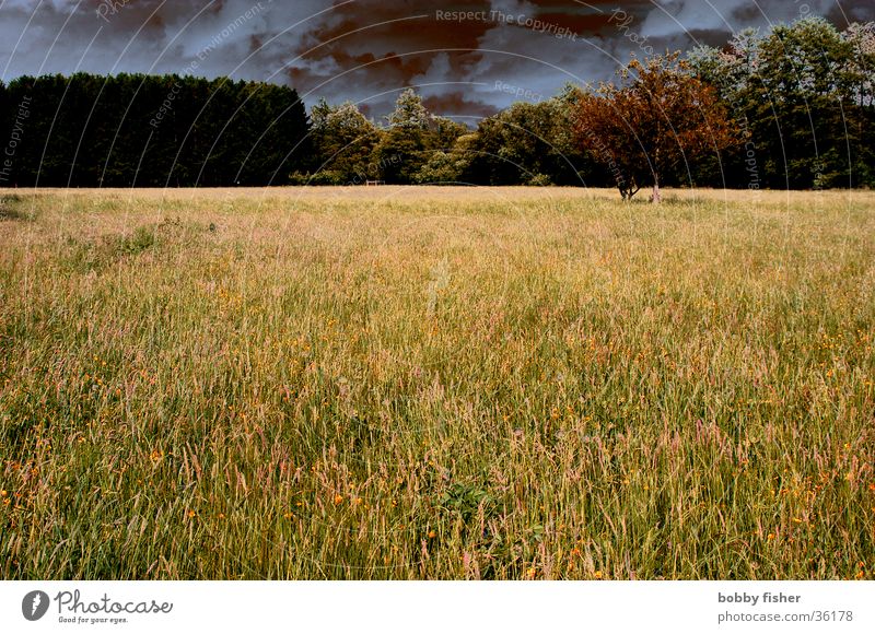 sturm zieht auf Wiese Gras Blume gefährlich Sturm Frühling dunkel Wolken bedrohlich Wetter Gewitter