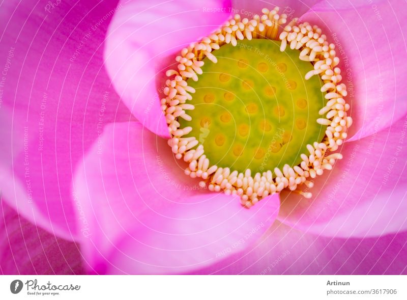 Draufsicht auf die rosa Lotusblüte. Im Buddhismus ist bekannt, dass die Lotusblume mit Reinheit, spirituellem Erwachen und Treue assoziiert wird. Wasserpflanze.