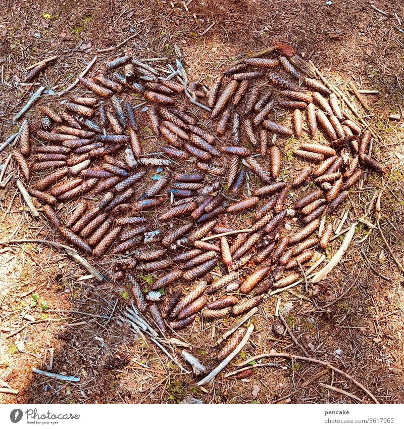 ein Herz für... Tannenzapfen herz Wald Natur braun Waldboden Symbol Umwelt Außenaufnahme Zapfen Baum Tannennadel Nadelbaum Detailaufnahme Sonnenlicht Schatten