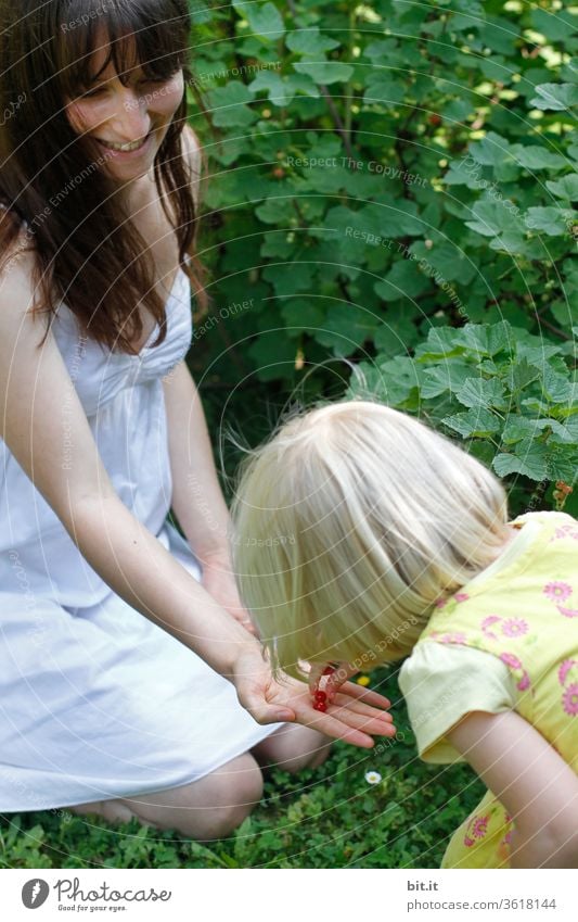 Blondes Mädchen pickt mit den Fingern, hingehaltene, angebotene reife Johannisbeeren aus der Hand einer jungen Frau. Mutter mit Kind, beim Beerenpflücken vor günen Sträuchern zuhause im Garten. Ernte von frischen, roten Beeren daheim im eigenen Garten.