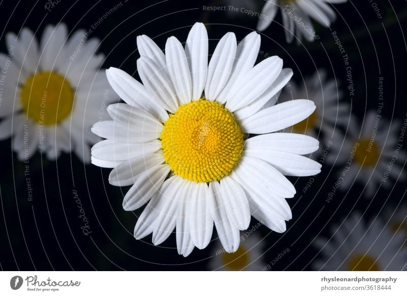 Gruppe von Shasta-Gänseblümchen auf dunklem Hintergrund Blume niemand weiß Zentrum gelb Garten leucanthemum x superbum Juni hell vereinzelt Pollen Blütenblätter