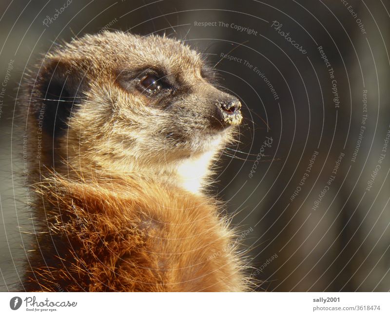 Guten Morgen Sonntag! Erdmännchen Neugier neugierig Tiergesicht niedlich flauschig Fell Schnauze Sonnenlicht aufrecht beobachten Afrika Wildtier Blick