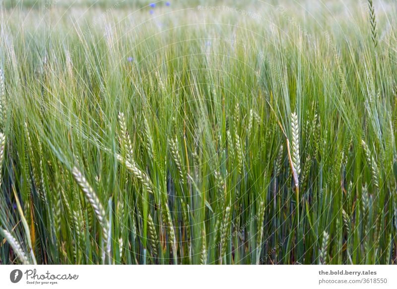 Weizenfeld Getreide Getreidefeld Feld Sommer Natur Nutzpflanze Landwirtschaft Pflanze Ähren Wachstum Ackerbau Außenaufnahme Farbfoto Kornfeld Menschenleer