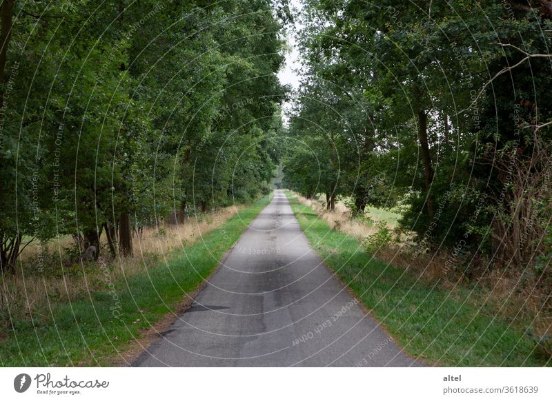 Allee - eine Straße viele Bäume Landstraße Wege & Pfade Landschaft Neuanfang Einsamkeit Zukunft Hoffnung geradeaus Menschenleer Horizont Ziel Fahrrad