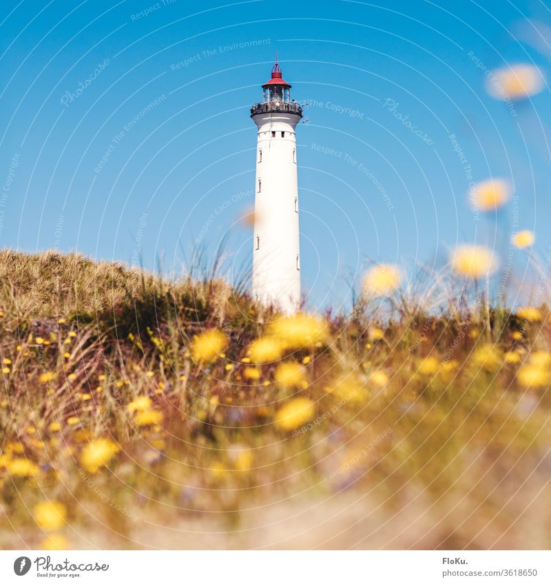 Leuchtturm Lyngvig Fyr hei Hvide Sand ein Dänemark Umwelt Natur Himmel Tag Außenaufnahme Düne Farbfoto blau Pflanze Landschaft Schönes Wetter