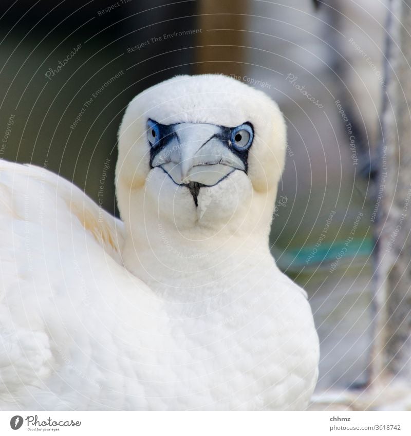 Basstölpel Vogel Wildtier Tierporträt Blick Federn seevogel Achtung obacht frontal Farbfoto Schnabel Flügel Nahaufnahme Gefieder weiß Schielen