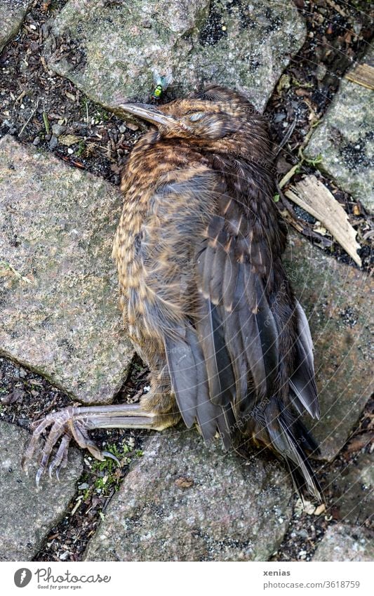 Der Tod kam auf leisen Pfoten zur jungen Amsel, so dass sie starb und auf Pflastersteinen lag. Da war die Fliege schon bereit. Vogel tot Totes Tier sterben