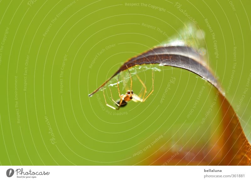 Ick gloob, ick spinne... | das sollte reichen. Umwelt Natur Pflanze Tier Sommer Herbst Gras Blatt Garten Park Wiese Feld Wald Wildtier Spinne Tiergesicht 1