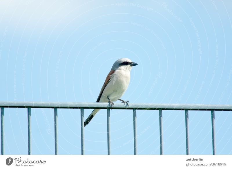 Neuntöter hoimmel lanius collurio neuntöter singvogel sitzen würger zaun himmel textfreiraum menschenleer blau portrait tierportrait