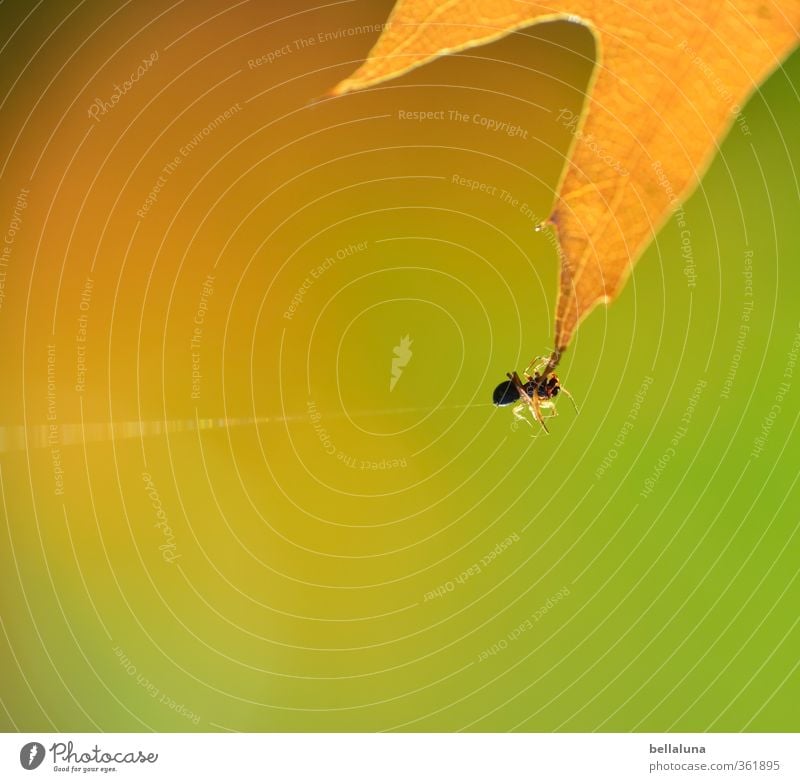 Ick gloob, ick spinne... Umwelt Natur Herbst Gras Sträucher Blatt Wildpflanze Garten Park Wiese Feld Wald Tier Wildtier Spinne 1 Tierjunges braun gelb grün