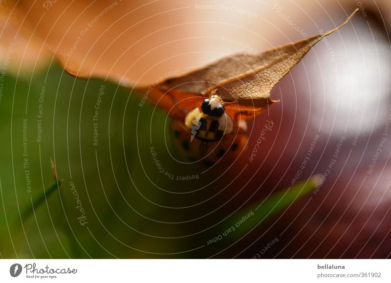 Aus dem Dunkel Umwelt Natur Pflanze Tier Sonnenlicht Herbst Gras Blatt Garten Park Wiese Feld Wald Wildtier Käfer Tiergesicht 1 krabbeln braun grün schwarz