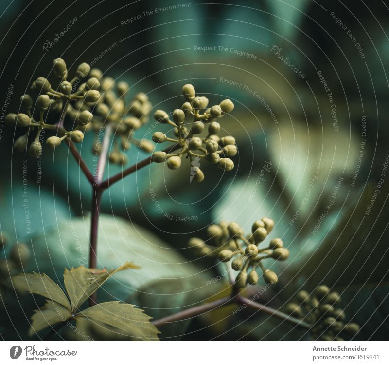 Wilder Wein Rebe Grünpflanze Farbfoto Pflanze Umwelt Natur Garten Blatt Außenaufnahme Blüte Nutzpflanze