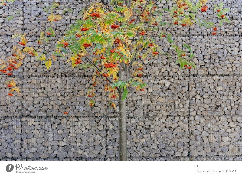 baum mit orangen beeren vor schallschutzwand Baum Schallschutz Schallschutzwand lärmschutz lärmschutzwand Steine Wand Natur rote Beeren Eberesche Vogelbeere