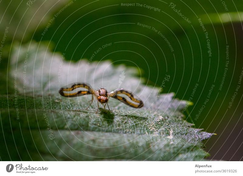 Unbekanntes Flug Objekt Tier Insekt Fliege Nahaufnahme Flügel Makroaufnahme fliegen Farbfoto Natur Außenaufnahme Facettenauge Blick Detailaufnahme Menschenleer