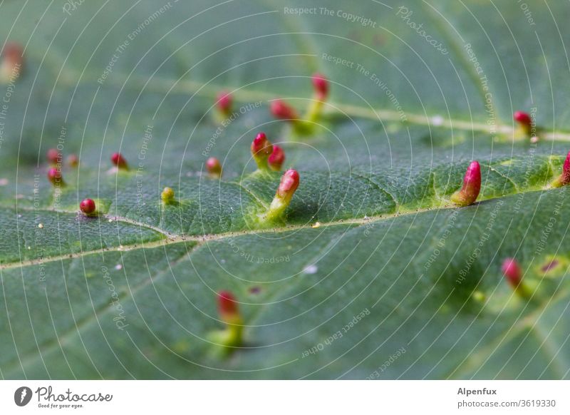 Pubertät Gallwespe Pickel Akne Wald Farbfoto Blatt Nahaufnahme Insekteneier Larven Eier Blattadern Blattgrün Frühling Insektenlarve Natur Menschenleer