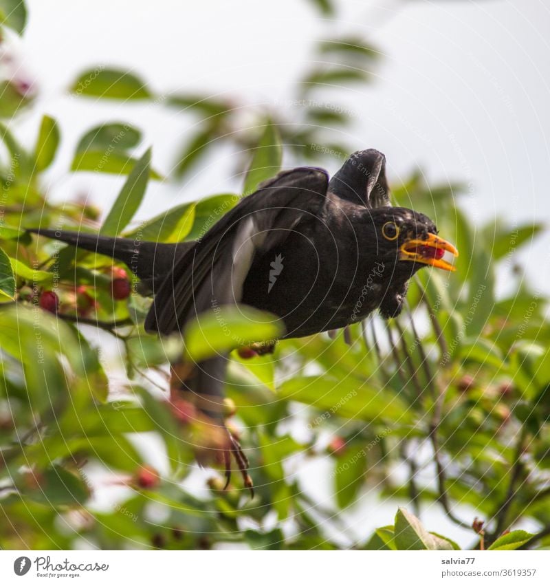 eine Amsel pflückt eine Beere vom Baum und macht den Abflug Vogel Beeren Natur Felsenbirne pflücken Tier Tierporträt Schwache Tiefenschärfe Menschenleer