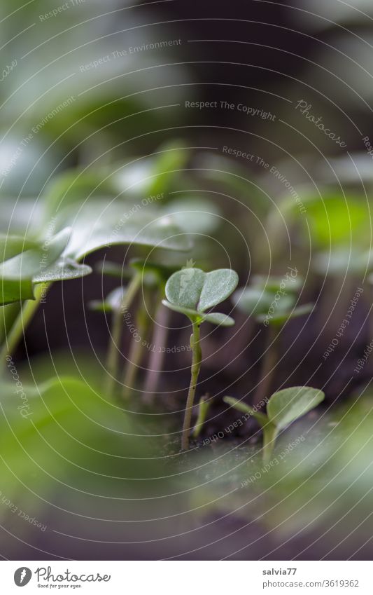 junge Radieschen und Salatpflanzen Gemüse wachsen Pflanze Beet frisch grün Natur Garten Gartenarbeit Wachstum Erde Blatt natürlich Lebensmittel Vitamin Sprossen