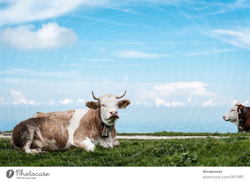 AST6 Inntal | Langweilst du dich auch so wie mich? Himmel Wolken Sommer Wetter Schönes Wetter Pflanze Gras Alpen Berge u. Gebirge Alm Wege & Pfade Tier Nutztier