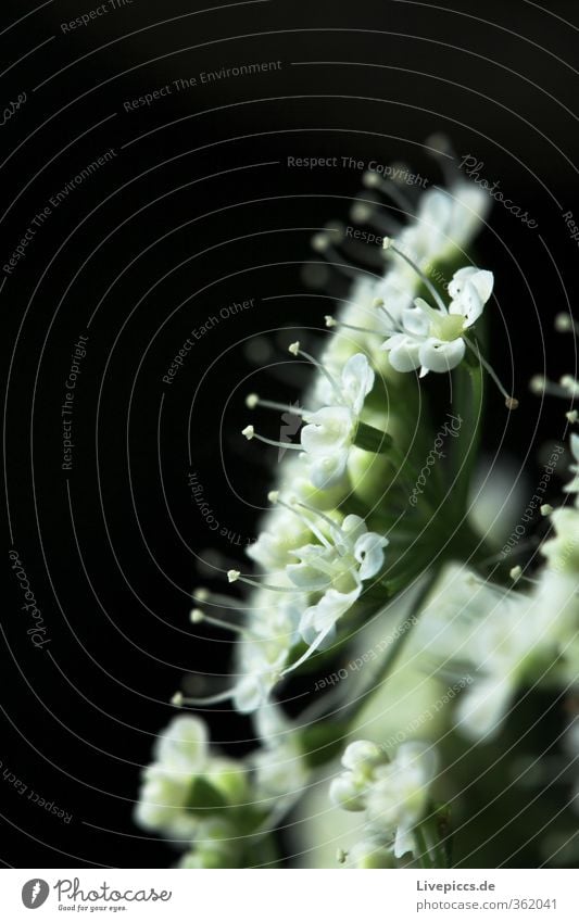 Licht aus! Umwelt Natur Pflanze Sommer Blume Blatt Blüte Nutzpflanze Blühend Duft leuchten ästhetisch frisch hell schön grün schwarz Farbfoto Außenaufnahme