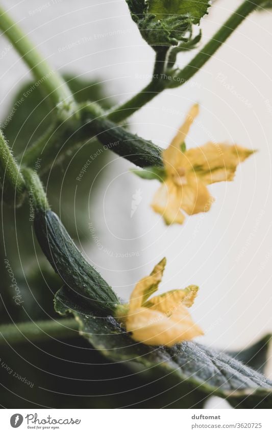 Kleine Gurken am Strauch mit Blüte Gurkenpflanze Pflanze Gürkchen grün Gurkenblüte blühen Ernährung Natur Blume Garten Nahaufnahme Außenaufnahme Blühend