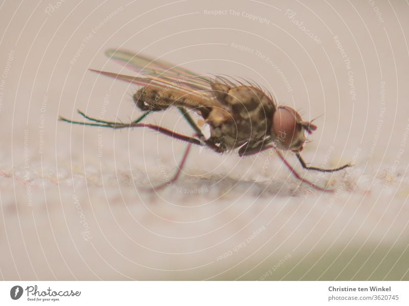 Eine kleine Fliege sitzt auf hellem Untergrund und reibt zur Reinigung ihre Hinterbeine aneinander reiben putzen Sitzen Tier Makroaufnahme Natur Insekt