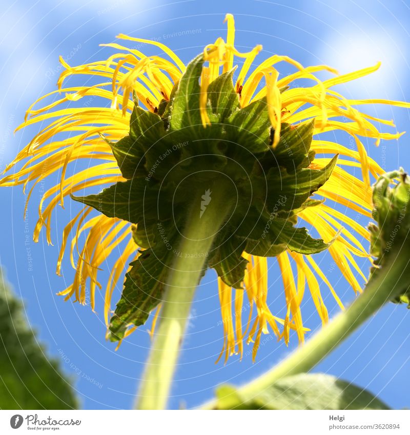 strubbelig - nicht mehr ganz frische gelbe Sommerblume aus der Froschperspektive vor blauem Himmel mit Wölkchen Blume Blüte Sonnenblume Stengel Wolken