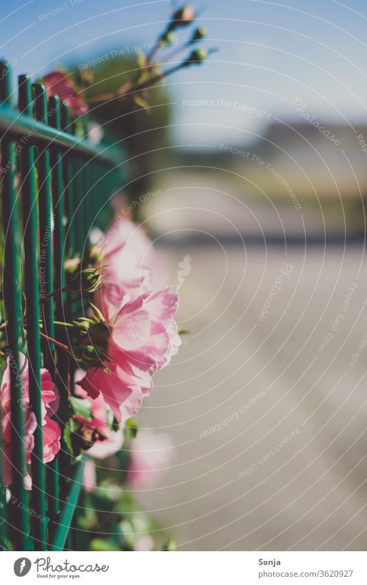 Rosa Rosen an einem grünen Zaun an einer Sraße Blume Blüte rosa Nahaufnahme Außenaufnahme Blatt Sommer Duft schön Tag Sonnenlicht Licht Natur Straße