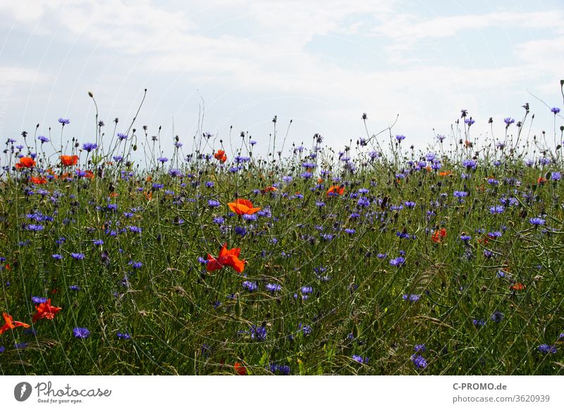 Sommerblumenwiese Himmel Blumenwiese mohnblumen kornblumen Natur Blumenmeer