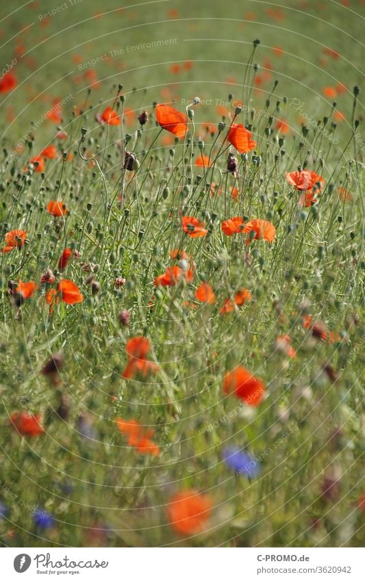 Feld von Mohnblumen Mohnfeld Mohnblüte Mohnkapsel mohnblumen mohnwiese mohnknospe