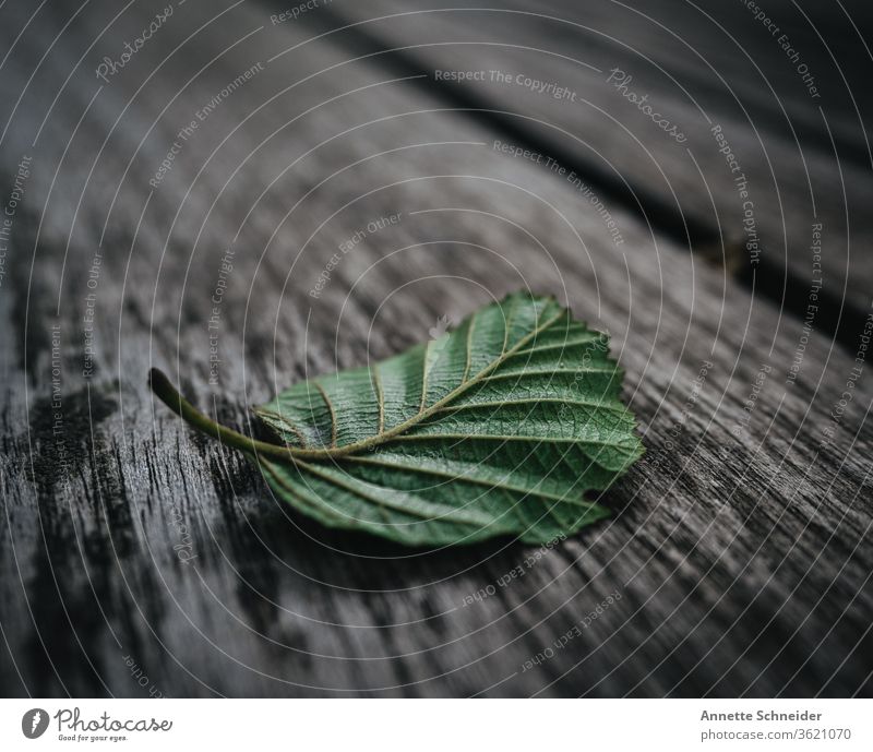 Blatt einzeln grün Grünpflanze Farbfoto Pflanze Umwelt Natur Garten Außenaufnahme