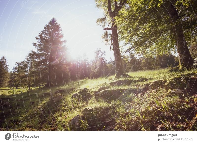 Sonnenspiel Wald Waldboden Wiese Natur Tag Farbfoto Gras Licht mother earth