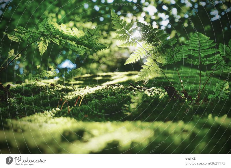 Farn im Gegenlicht Umwelt Natur Landschaft Pflanze Schönes Wetter Sträucher Echte Farne Wald Wachstum grün ruhig Idylle friedlich Waldlichtung Waldrand Farbfoto