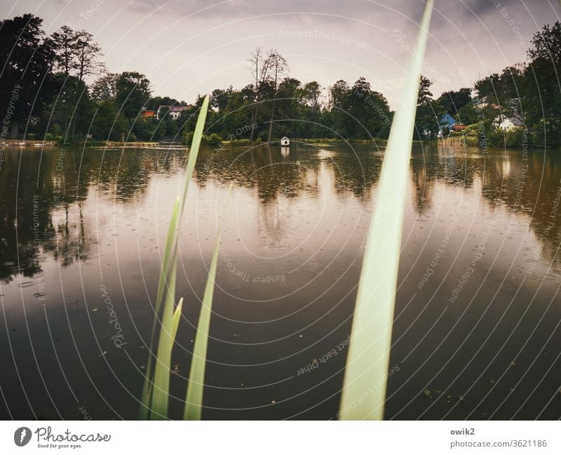 Abendblatt See Abenddämmerung Stille düster Schilf Wasser Wasseroberfläche Regen Wolken Regenwolken Horizont Reflexion & Spiegelung Bäukme dunkel windstill