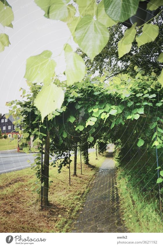 Untergang Laubengang Pergola Schatten Licht Tag Menschenleer Detailaufnahme Bürgersteig Blätter Blätterdach Straße Weg lauschig geheimnisvoll Durchgang Ziel