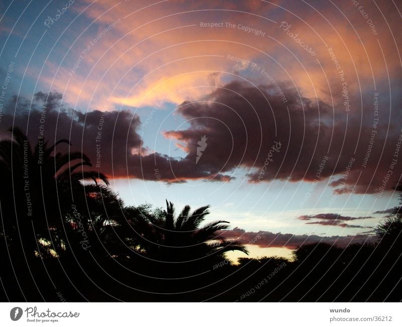 Januarwetter in Namibia Wolken Sonnenuntergang Afrika Palme Naturphänomene Gewitter Himmel