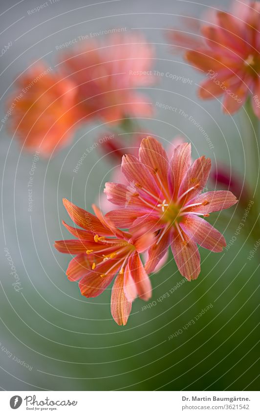 Blüten von Lewisia-Kotyledon (S.Watson) B.L.Rob; Montiaceae; Bitterwurz Blumen Keimblatt bitterwurzel alpin Oregon Immergrün Sukkulente essbar rockgarden