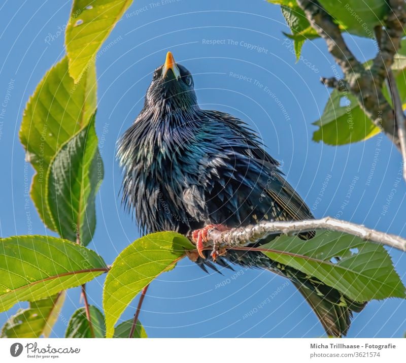 Star im Baum Sturnus vulgaris Tiergesicht Vogel Schnabel Auge Flügel Feder Krallen Kopf Gefieder strahlend glänzend Wildtier Natur Zweige Äste Laub Blätter