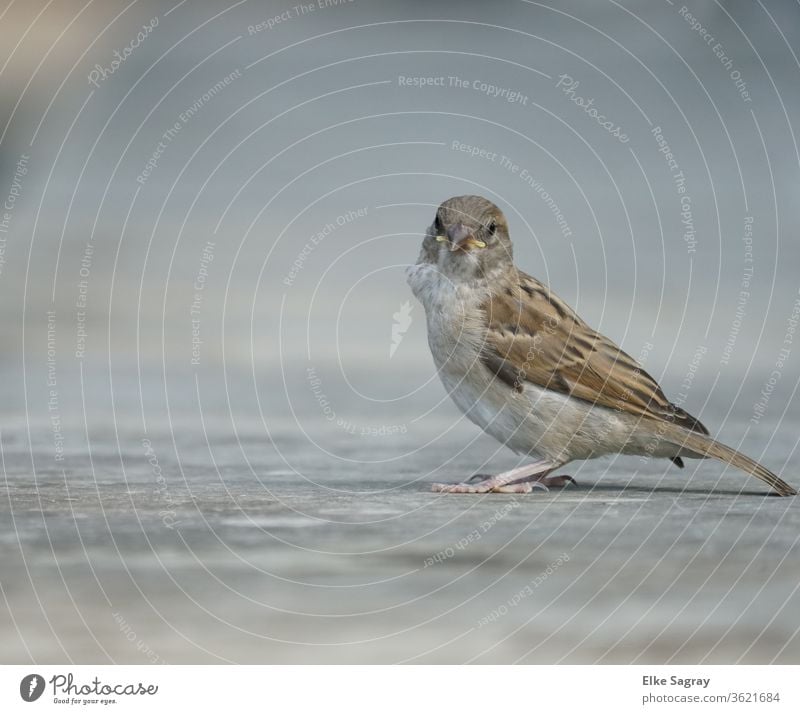 Spatzen Jungvogel , Spätzchen Außenaufnahme Vogel Feder Tierporträt Menschenleer Schnabel