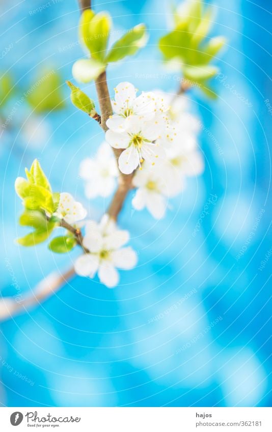 Schlehe, Prunus spinosus Frucht Pflanze Frühling Sträucher Blüte Garten weiß essbar Wildfrucht sauer Nahuafnahme Jahreszeiten Farbfoto Außenaufnahme