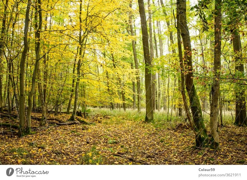 Wald Holz Park grün im Freien Laubwerk Umwelt Landschaft sonnig Sonnenlicht Licht Natur Baum Hintergrund panoramisch Saison bezaubernd Panorama Sommer Frühling