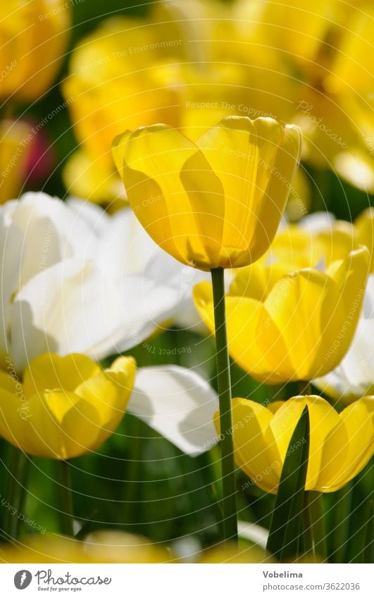 Tulpen tulpe tulipa gelb weiß garten gartenblume gartenblumen blumengarten zierpflanze zierpflanzen liliengewächse blüte blüten