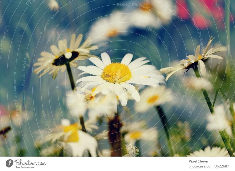 Gänseblümchen Blumen Natur Pflanze Blüte Sommer Garten schön Blühend Flora