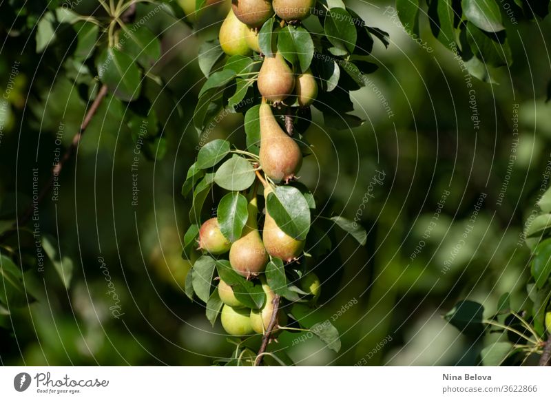 Birnenstrauß am Ast eines Baumes, erste Herbsternte, Früchte, ökologischer Gartenbau. Gesundes Leben. Nahaufnahme. Haufen Sommer Ernte Öko Gartenarbeit