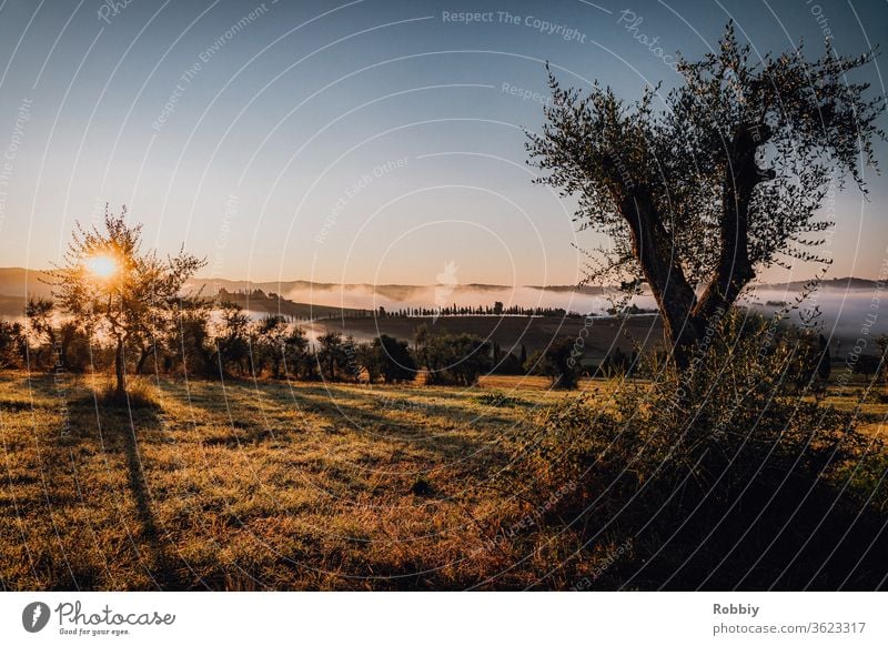 Sonnenaufgang im Olivenhain in der Toskana Olivenbaum früh Nebel Italien mediterran Außenaufnahme Farbfoto Natur Menschenleer Landschaft Sonnenlicht Urlaub