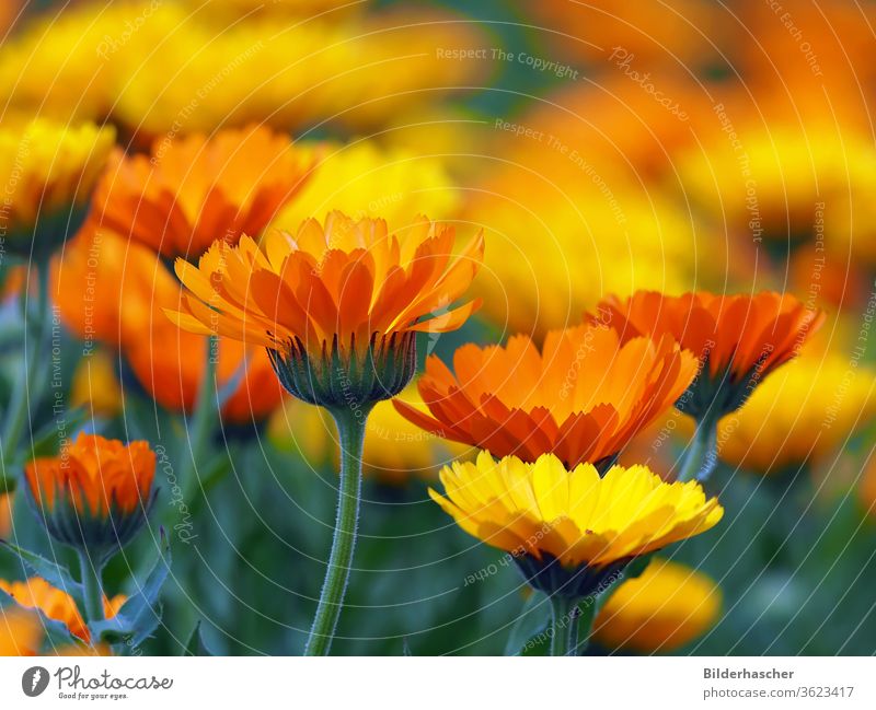 Viele bunte Ringelblumenblüten im Garten heilpflanze ringelblumen arzneipflanze blumenwiese calendula officinalis blumenmeer marigold kräuterheilkunde